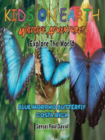 Blue Morpho Butterfly - Costa Rica