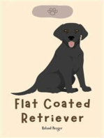 Flat Coated Retriever