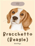 Bracchetto (Beagle)
