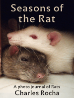 Seasons of the Rat