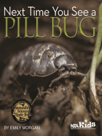 Next Time You See a Pill Bug