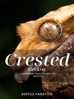 Crested Geckos: A Beginner's Guide to Happy and Healthy Geckos