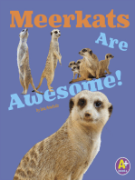 Meerkats Are Awesome!