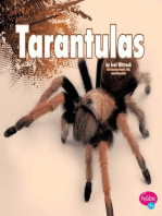 Tarantulas