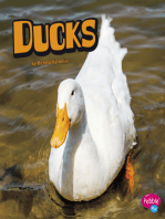 Ducks