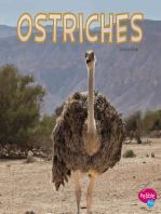 Ostriches