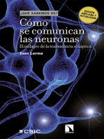 Cómo se comunican las neuronas: El milagro de la transmisión sináptica