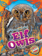 Elf Owls