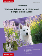 Traumrasse: Weisser Schweizer Schäferhund: Berger Blanc Suisse