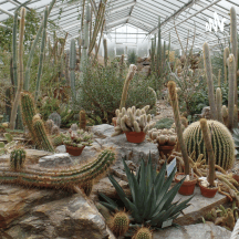 Datos Interesantes sobre los cactus (Cactaceae)