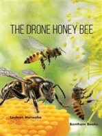 The Drone Honey Bee