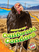 California Condors