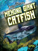 Mekong Giant Catfish