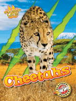 Cheetahs