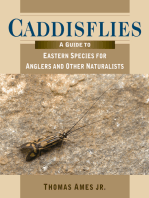 Caddisflies