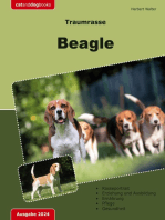 Traumrasse: Beagle: Jagdhund - Familienhund - Traumhund