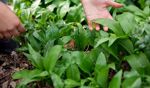 Spring Foraging Guide: What To Look Out For And How To Cook It - The ...