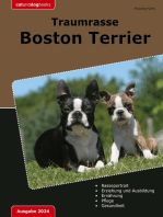 Traumrasse Boston Terrier