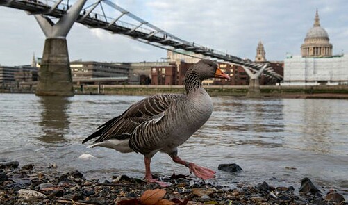 What Is Bird Flu And What Are The Symptoms? Penguins Test Positive For