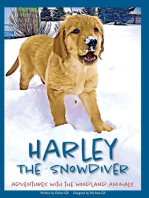 Harley the Snowdiver