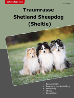 Traumrasse Shetland Sheepdog: Sheltie