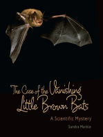 Case of Vanishing Little Brown Bats