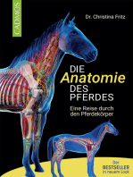 Die Anatomie des Pferdes