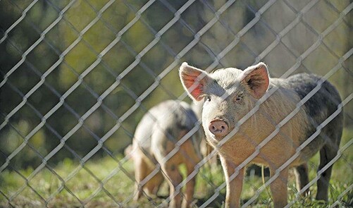 Biosecurity & Nutrition: The Foundation Of Pig Farming Success - Farmer ...
