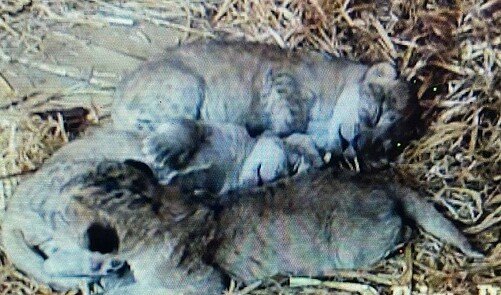 Whipsnade Zoo Welcomes Trio Of Rare North African Lion Cubs - Evening ...